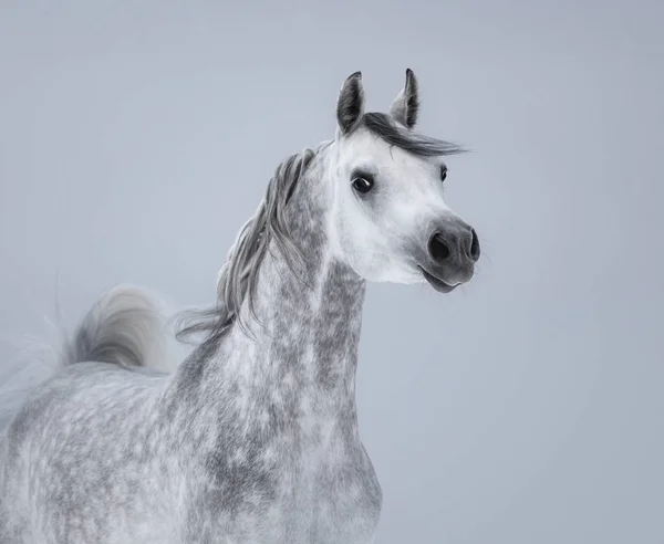 Porträtt Grålle Dray Arabian Horse Grå Bakgrund — Stockfoto