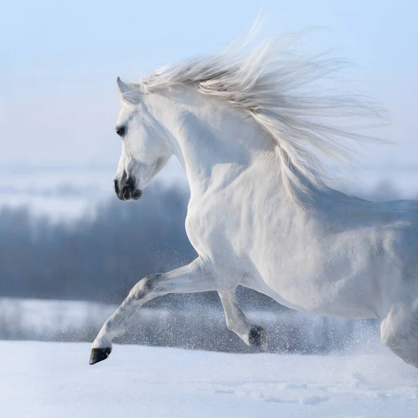 雪に覆われた冬の牧草地を越えて疾走長いたてがみと美しい白い馬 — ストック写真