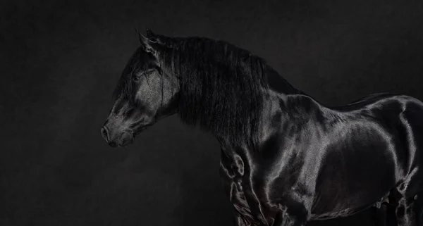 Портрет Черного Испанского Жеребца Пуры Тёмном Фоне — стоковое фото