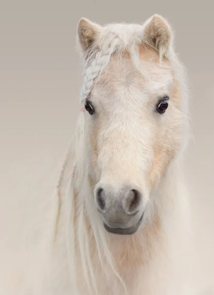 Retrato del caballo miniatura americano palomino . —  Fotos de Stock