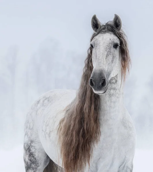 Grå ren spansk häst med lång mane. — Stockfoto