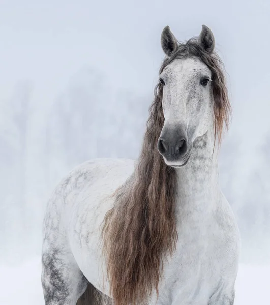 Šedá ryzí španělské koně s dlouhou hřívou. — Stock fotografie