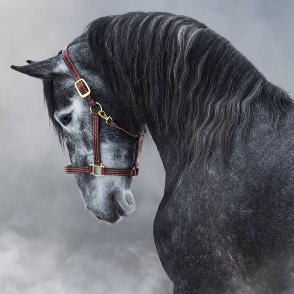 Портрет серого чистокровного андалузского коня в дыму
.