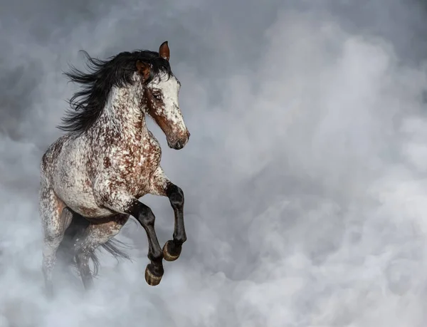 Porträt eines Appaloosa-Pferdes im leichten Rauch. — Stockfoto