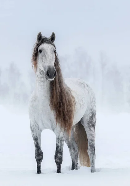 冬の曇り風景と灰色の長い男のアンダルシアの馬. — ストック写真