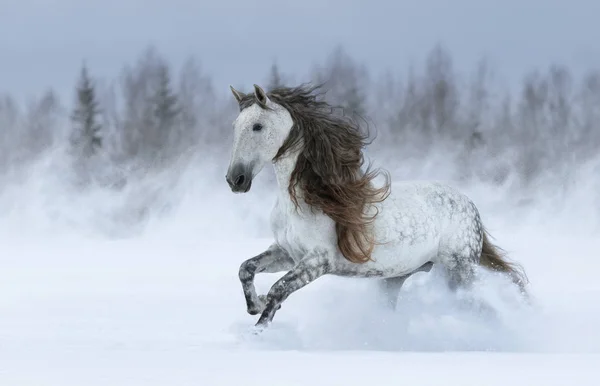 Cavallo spagnolo dal manto lungo grigio che galoppa durante la tempesta di neve . — Foto Stock