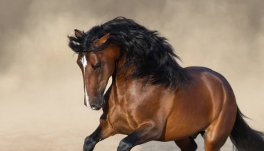Purebred Andalusian horse playing on sand in paddock in dust. clipart