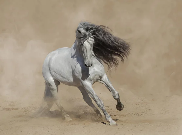 Branco puro-sangue cavalo andaluz jogando na areia . — Fotografia de Stock