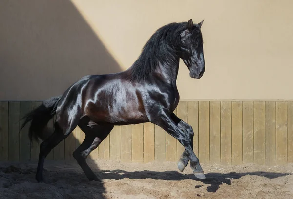 Mooie zwarte Andalusische paard rennen in paddock. — Stockfoto