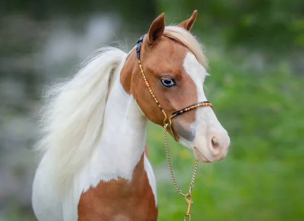 Muotokuva lähikuva maali American Miniature Horse . — kuvapankkivalokuva