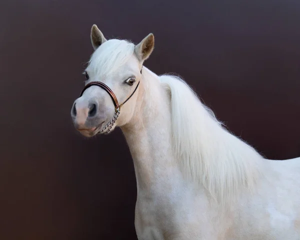 Американская миниатюрная лошадь. Портрет на площади  . — стоковое фото