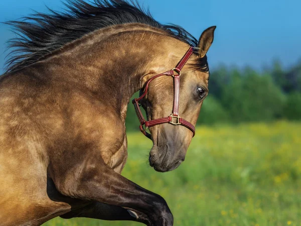 Złoty Dun purebred andaluzyjski koń. — Zdjęcie stockowe