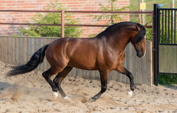 Bay Andalusian horse gallops in paddock. — Stock Photo, Image