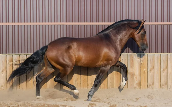 Bay Andalusische paard rennen in paddock. — Stockfoto