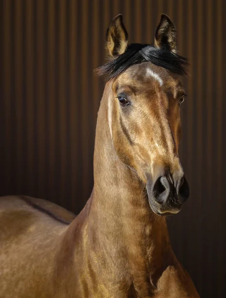 Dun dourado jovem cavalo andaluz no fundo listrado . — Fotografia de Stock