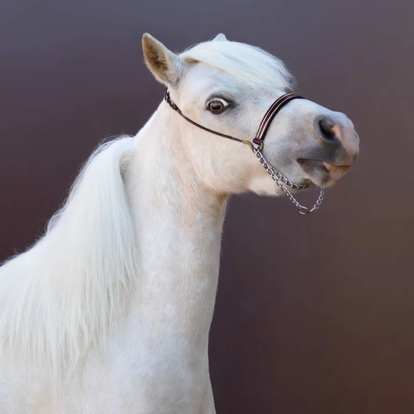 Amerykański miniaturowy koń. Portret kwadratowy. — Zdjęcie stockowe