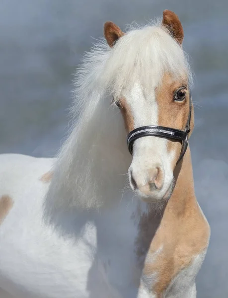 Portrét maskování barvy americký miniaturní kůň. — Stock fotografie