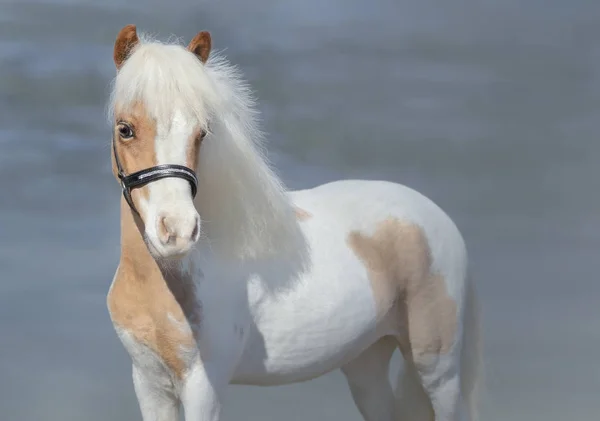 Schilderen van Amerikaanse miniatuur paard. — Stockfoto