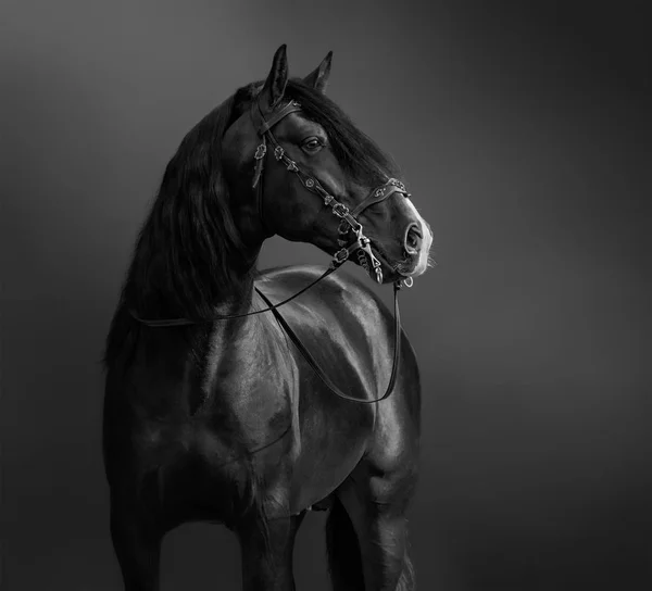 Cavalo andaluz em freio barroco português . — Fotografia de Stock