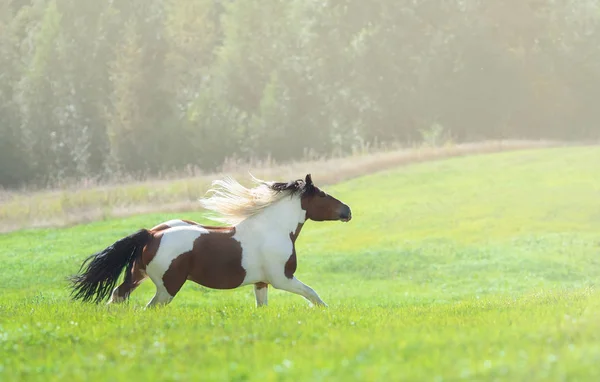 Paint horse galloping across summer green meadow. — Stock Photo, Image