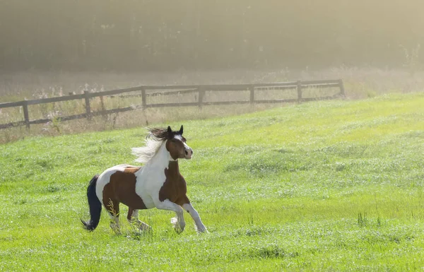 Verf paard galopperen over winter besneeuwde weide op boerderij. — Stockfoto