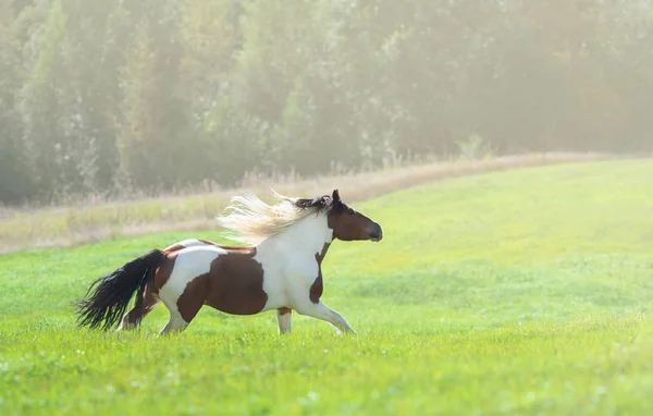 Pintura caballo galopando a través de verano pradera verde . Fotos de stock libres de derechos