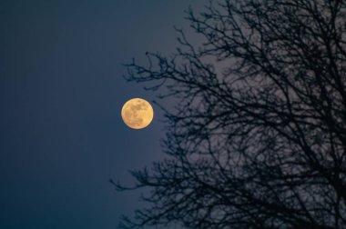 Dolunay ağaçlar arka plan üzerinde