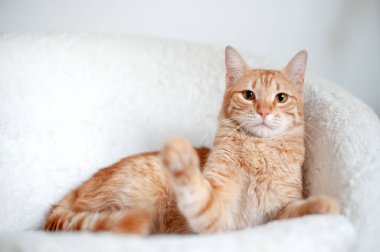 Kırmızı kedi koltukta yalan