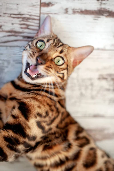 Bengali Cat Lies Floor Open Mouth — Stock Photo, Image