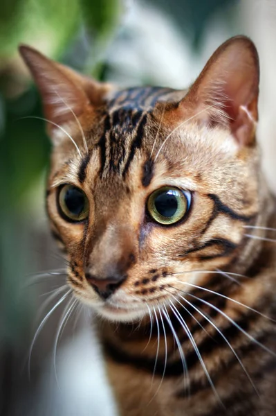 Bengal Cat Looks Wide Open Eyes — Stock Photo, Image