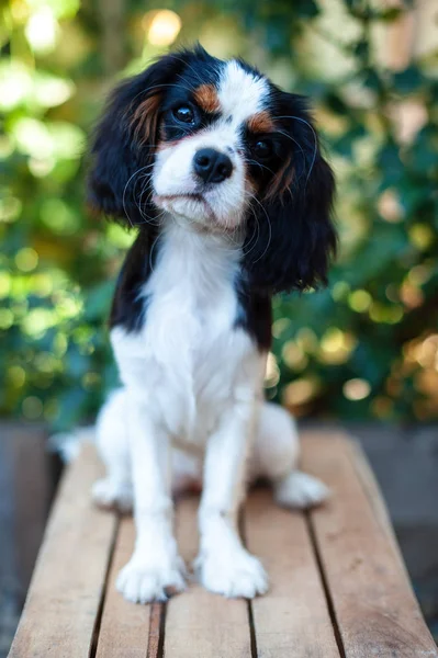 Cachorro Cavalier Rey Charles Spaniel Sienta — Foto de Stock