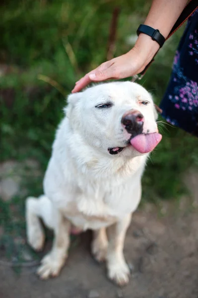Mano Acariciando Central Asian Shepherd Dog Sacó Lengua Con Placer —  Fotos de Stock