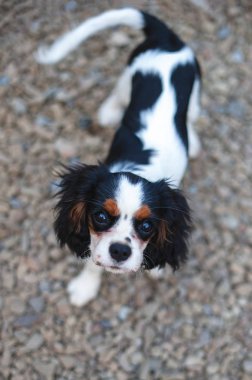 Köpek yavrusu Şövalye Kral Charles Spaniel
