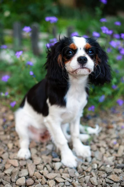Köpek Cavalier King Charles Spaniel Çiçekler Arasında Oturur — Stok fotoğraf