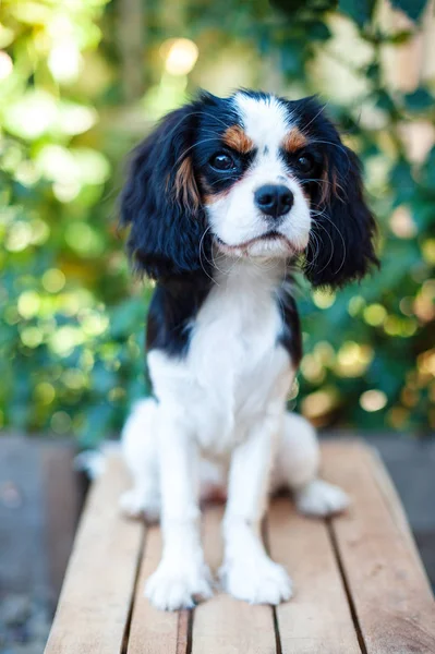 Köpek Cavalier King Charles Spaniel Oturur — Stok fotoğraf