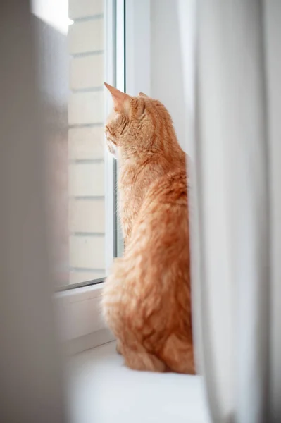 Red Cat Looking Out Window — Stock Photo, Image