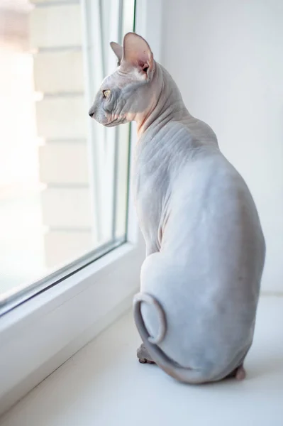 Bald Cat Sitting Windowsill — Stock Photo, Image