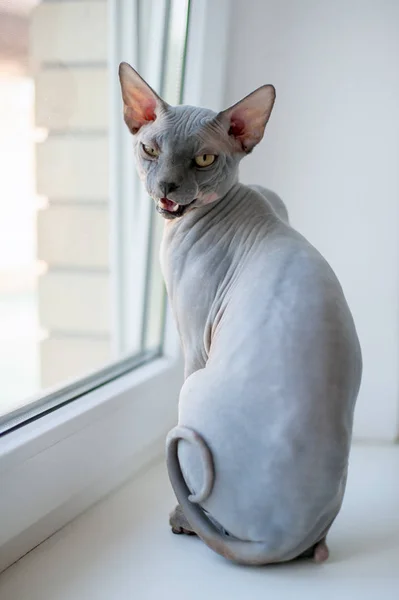 Bald Cat Sitting Windowsill — Stock Photo, Image