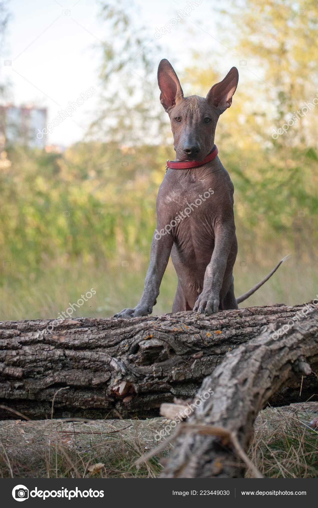 Where Do Hairless Dogs Come From