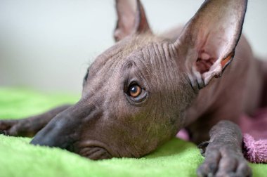 Meksika Hairless köpek iç