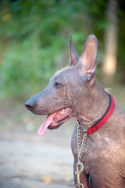 Meksika Hairless köpek parkta bir yürüyüş üzerinde