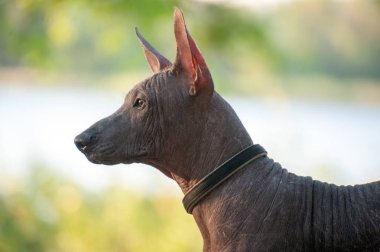 Meksika Hairless köpek parkta bir yürüyüş üzerinde