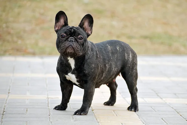 Bulldog Francês Magro Raça Pura Parque — Fotografia de Stock