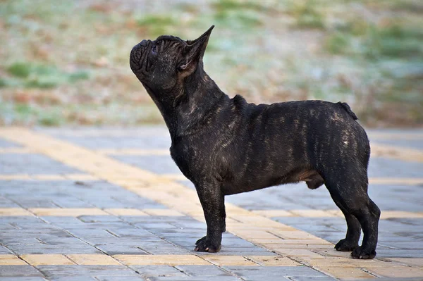 Bulldog Francese Razza Sottile Nel Parco — Foto Stock