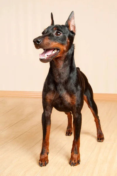 Reinrassige Miniaturpinscher Innenraum — Stockfoto