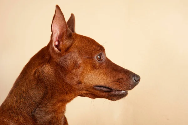 Čistokrevná Miniatura Pinscher Interiéru — Stock fotografie