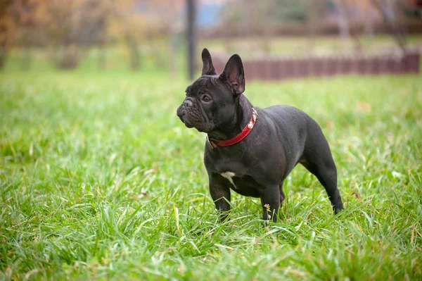 Karcsú Fajtiszta Francia Bulldog Parkban — Stock Fotó