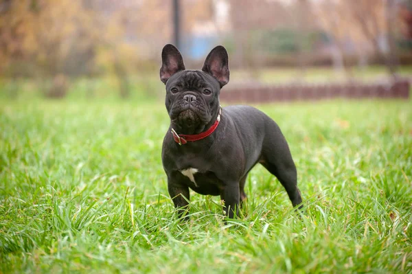 公园里细长的纯种法国斗牛犬 — 图库照片