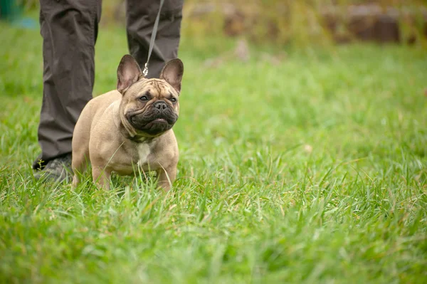 Slender Purebred French Bulldog Leash Owner — Stock Photo, Image