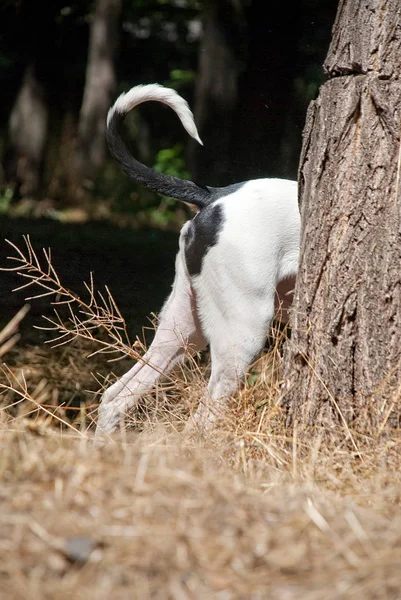 Dogo Argentino Kuyruk Peeps Bir Ağacın Arkasına Saklandım — Stok fotoğraf